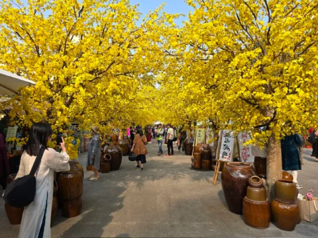 Hàng mai vàng rực rỡ