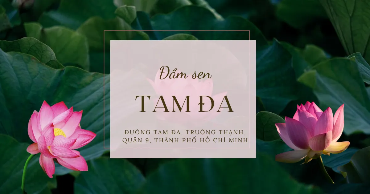 Đầm sen Tam Đa Thủ Đức và nét đẹp thiên nhiên khó cưỡng